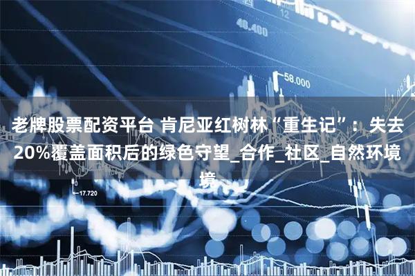 老牌股票配资平台 肯尼亚红树林“重生记”：失去20%覆盖面积后的绿色守望_合作_社区_自然环境